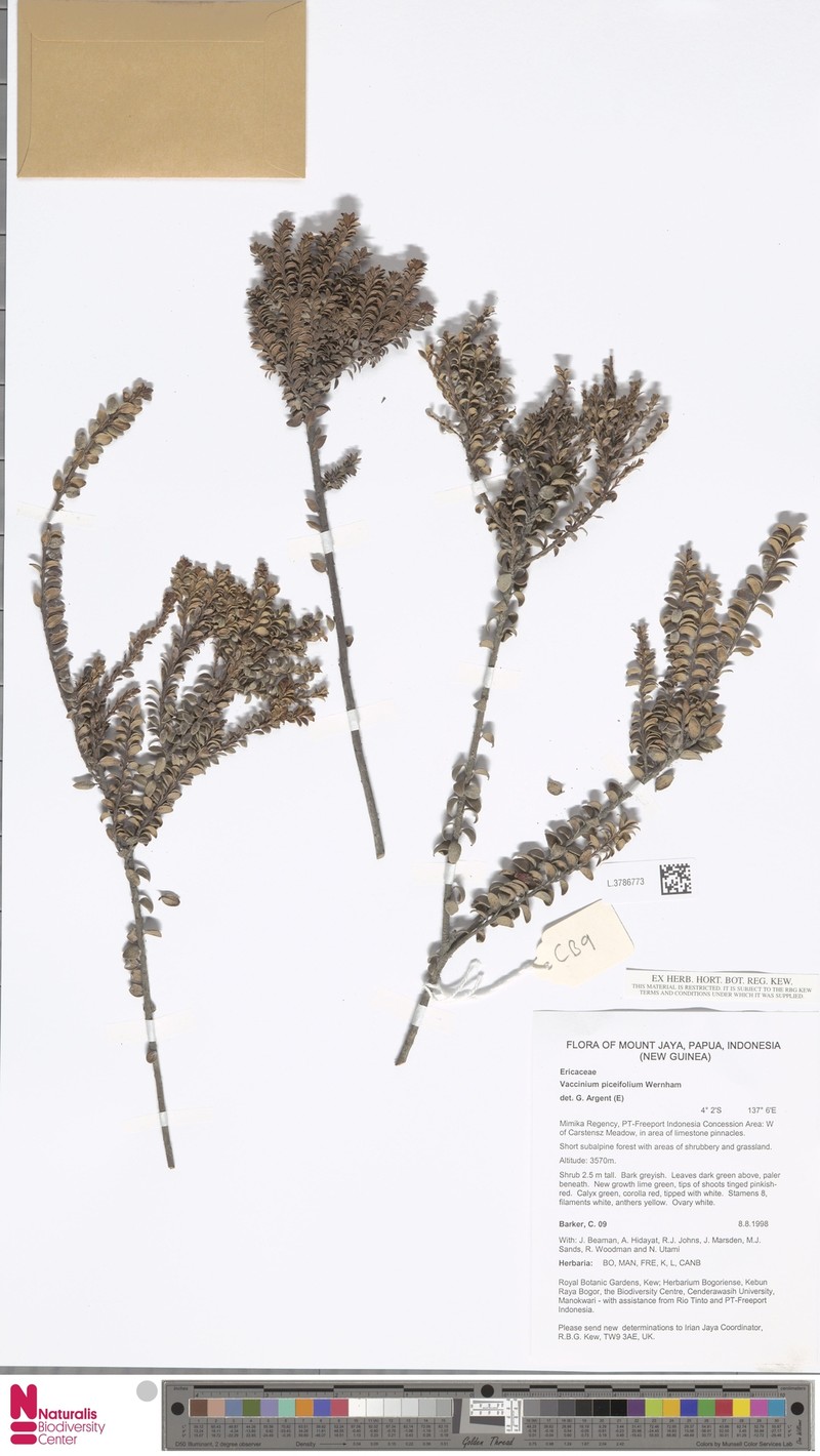 Vaccinium piceifolium photo 2