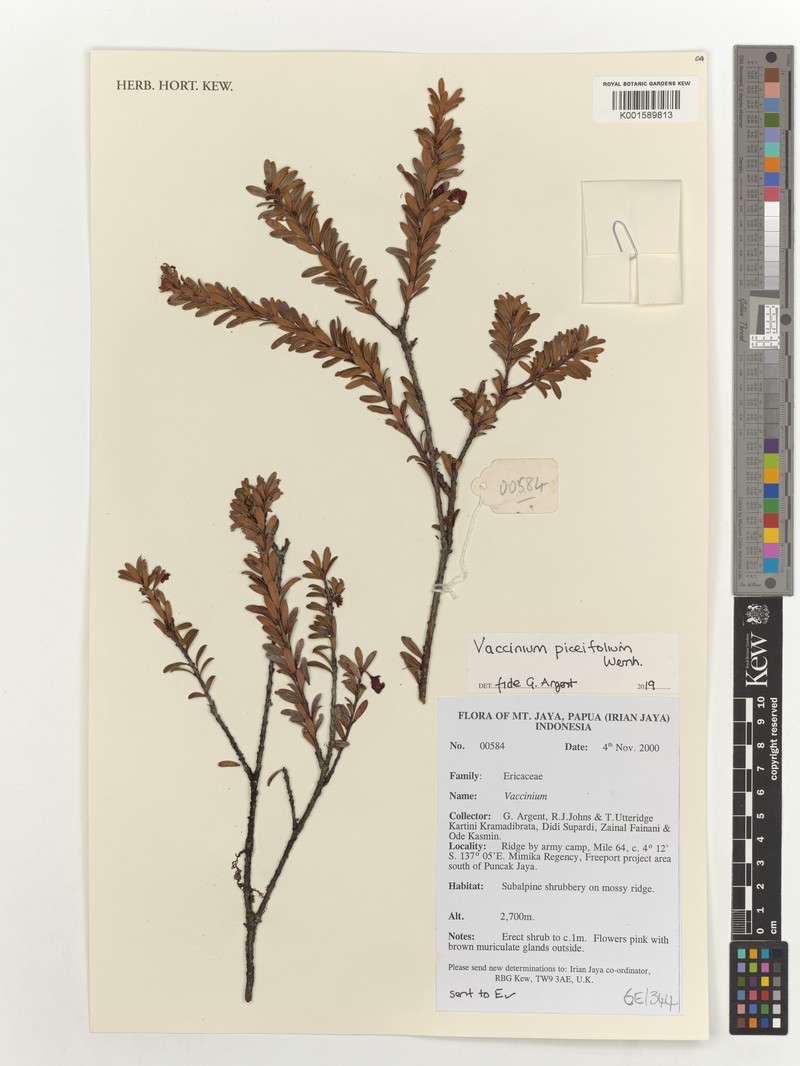 Vaccinium piceifolium photo 3