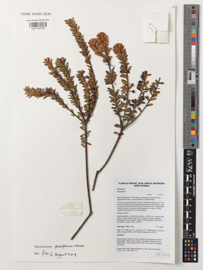 Vaccinium piceifolium photo 4