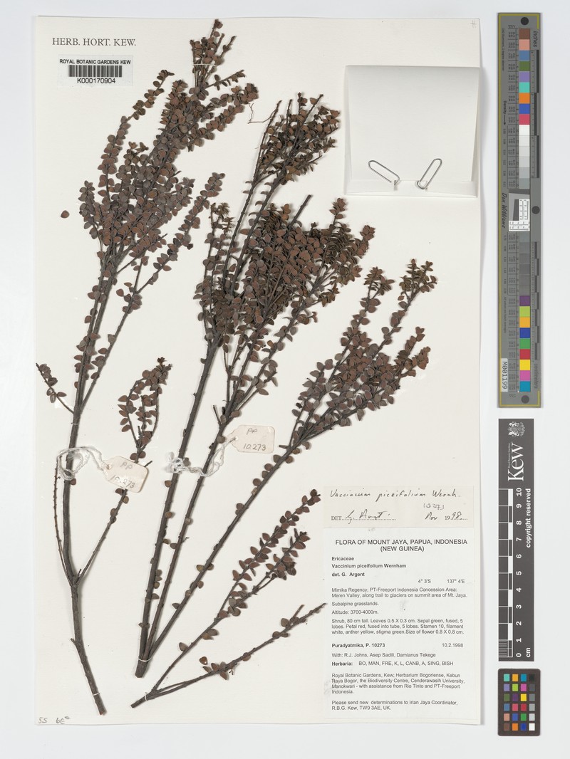 Vaccinium piceifolium photo 5