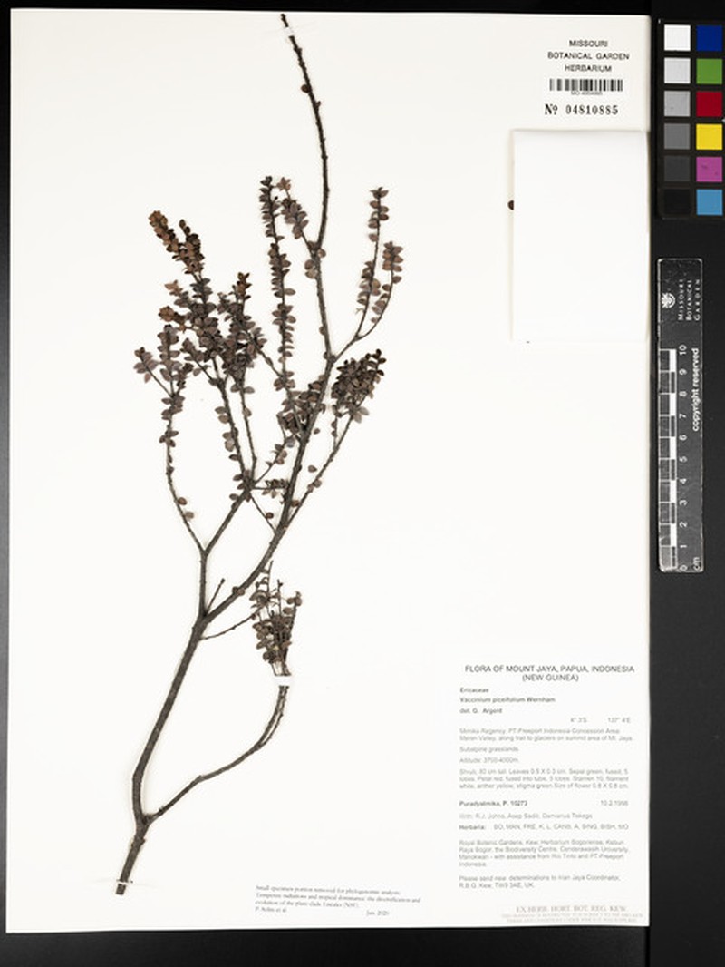 Vaccinium piceifolium photo 6