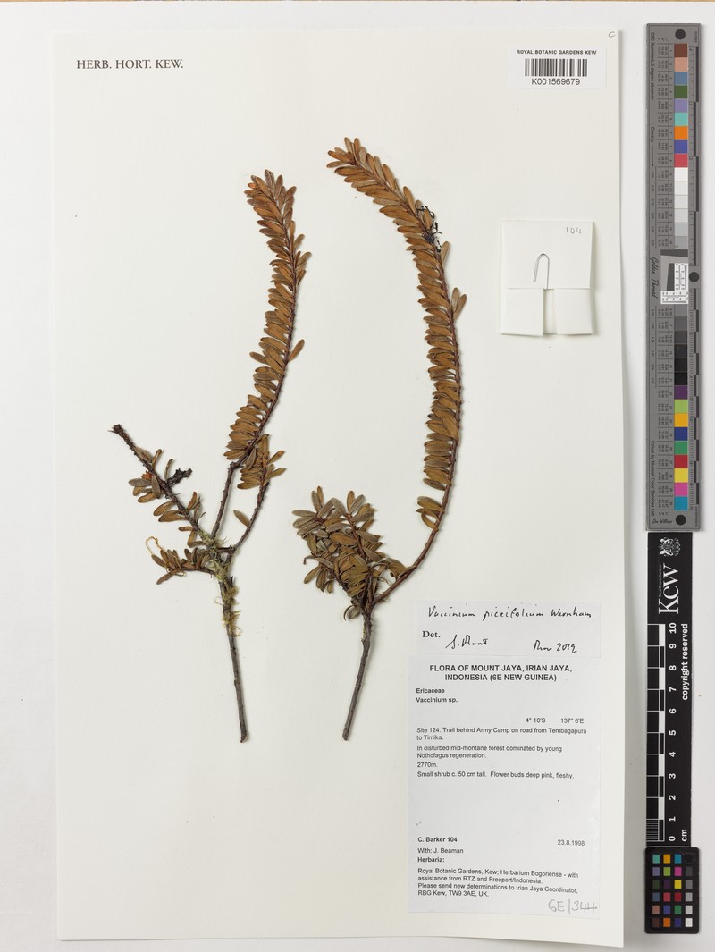 Vaccinium piceifolium photo 7