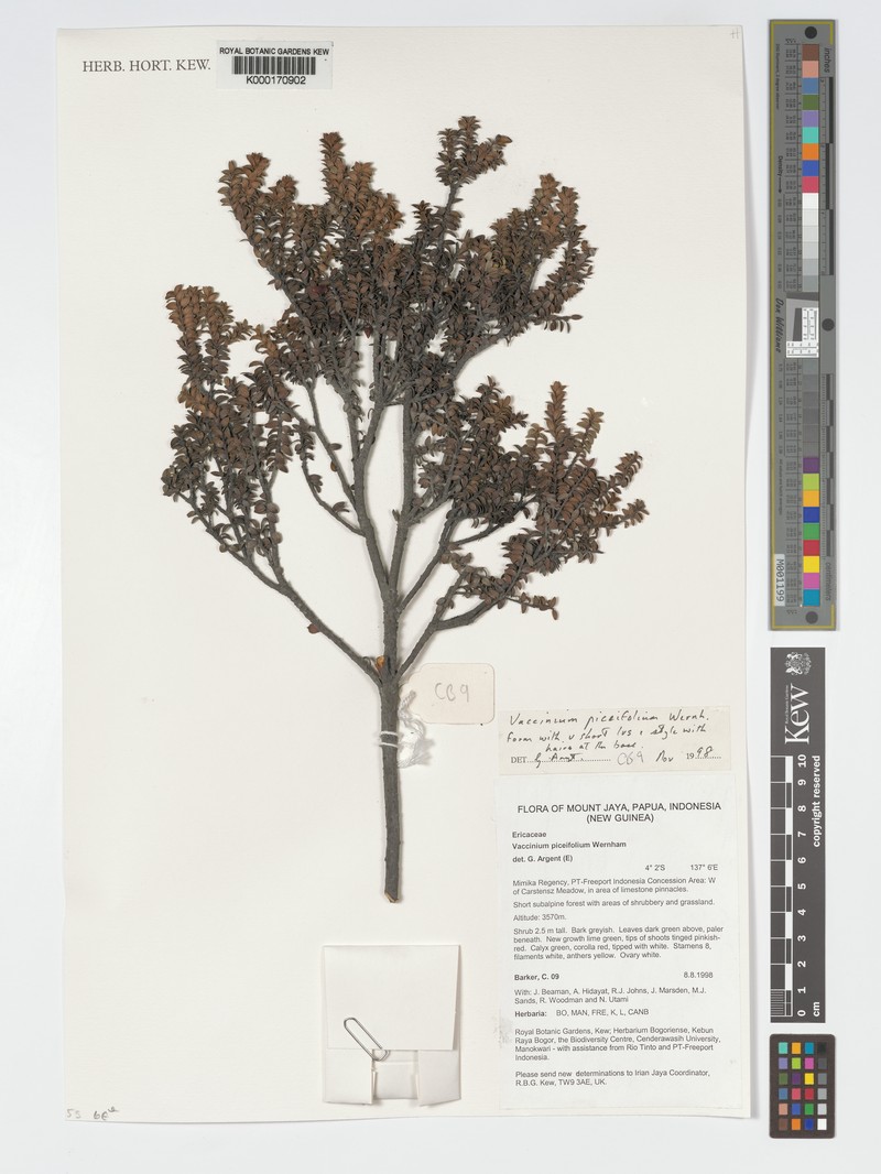 Vaccinium piceifolium photo 8