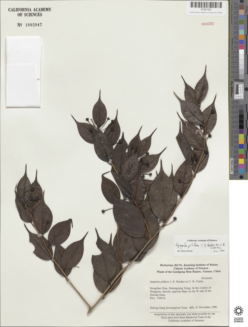 Vaccinium piliferum