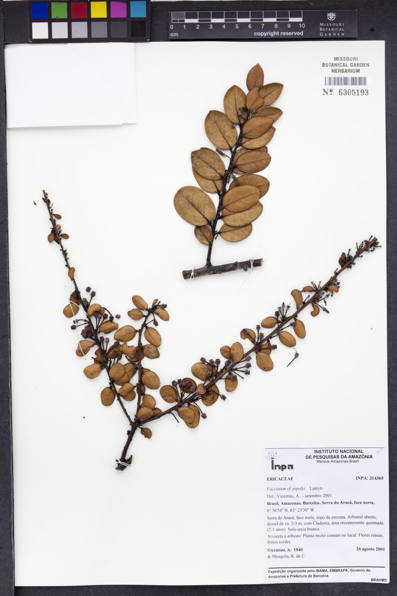 Vaccinium pipolyi