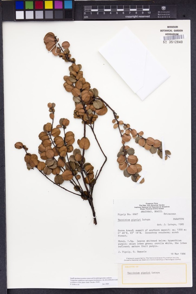 Vaccinium pipolyi photo 2