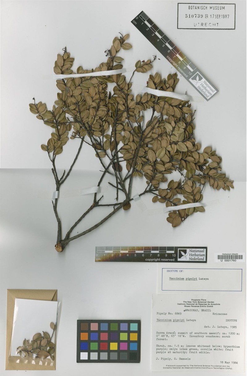 Vaccinium pipolyi photo 3