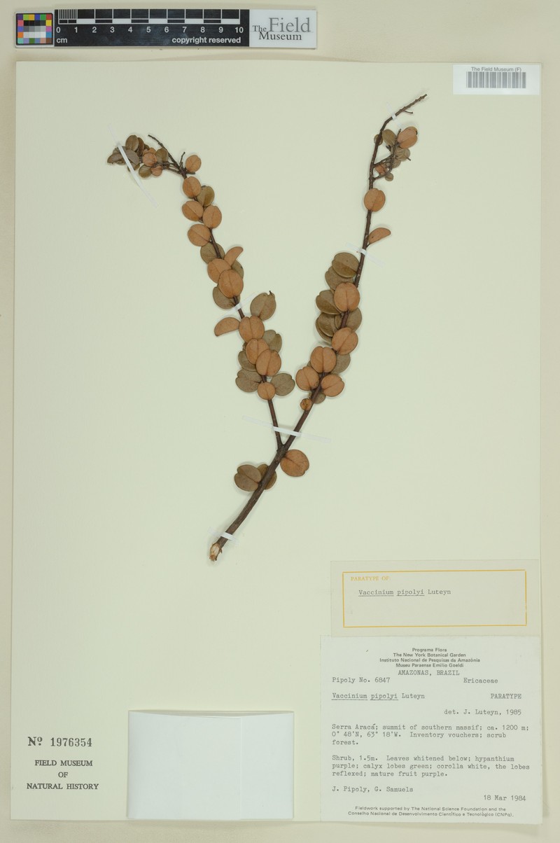 Vaccinium pipolyi photo 4