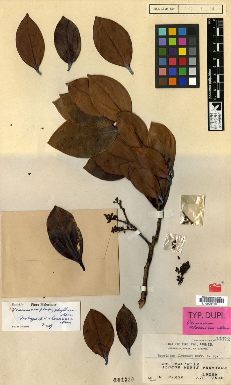 Vaccinium platyphyllum photo 2