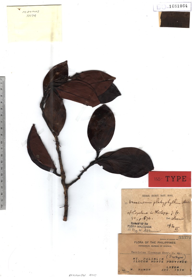 Vaccinium platyphyllum photo 3