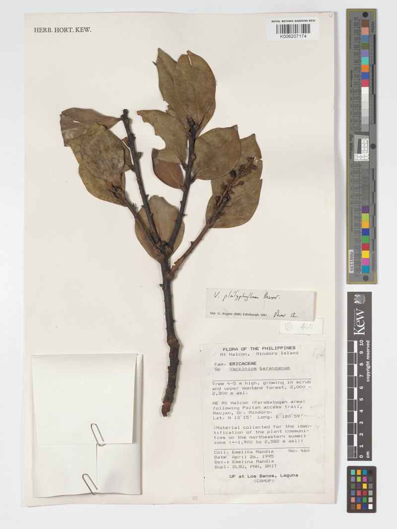 Vaccinium platyphyllum photo 4