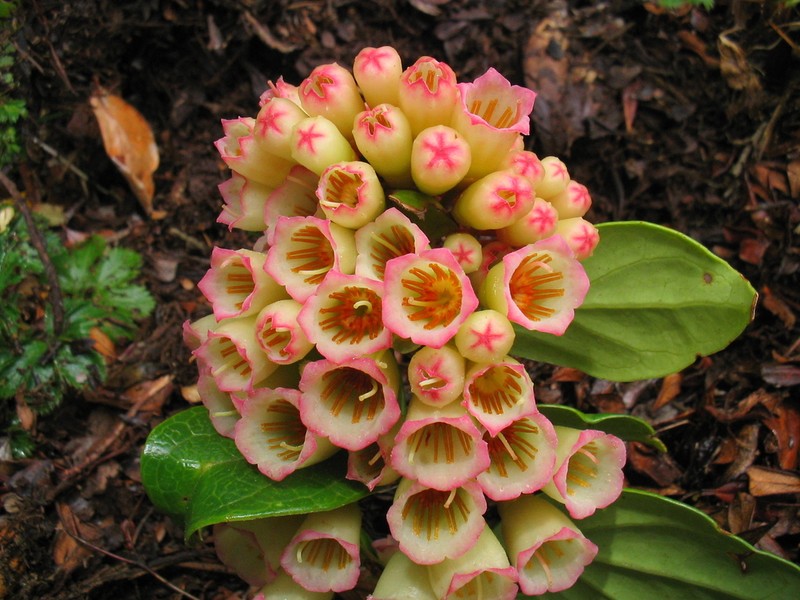 Vaccinium poasanum