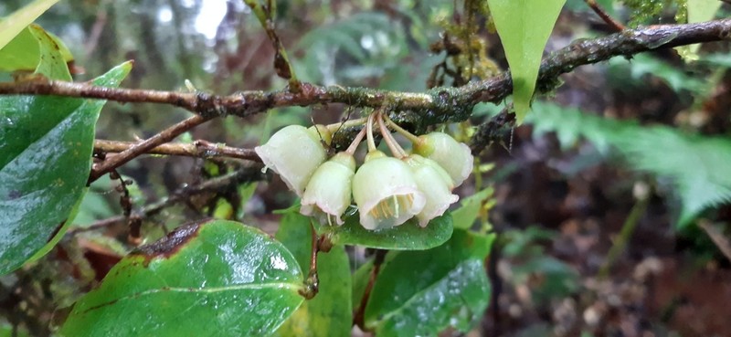 Vaccinium poasanum photo 2