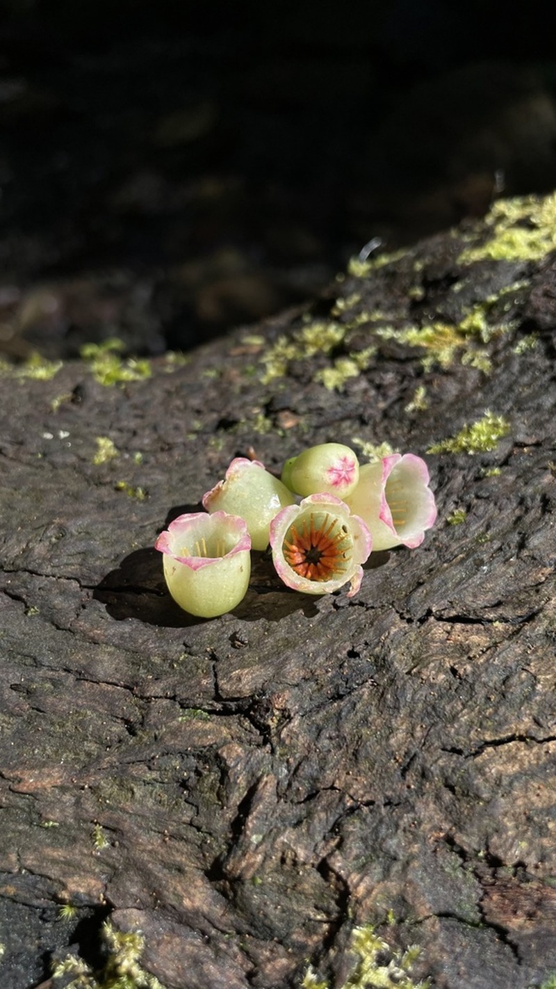 Vaccinium poasanum photo 3