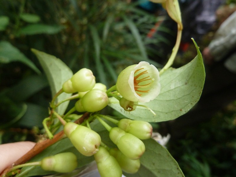 Vaccinium poasanum photo 4