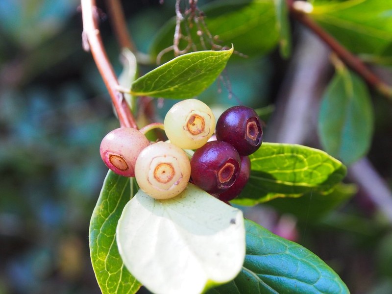 Vaccinium poasanum photo 5