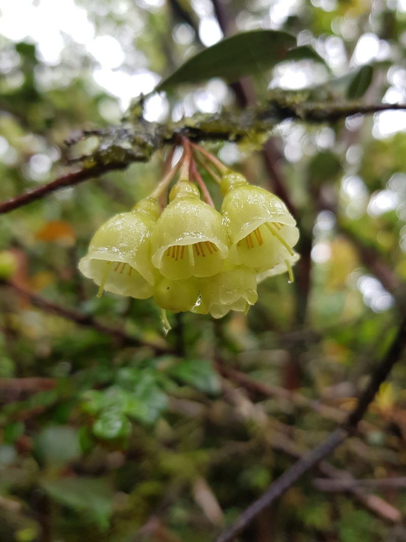 Vaccinium poasanum photo 6