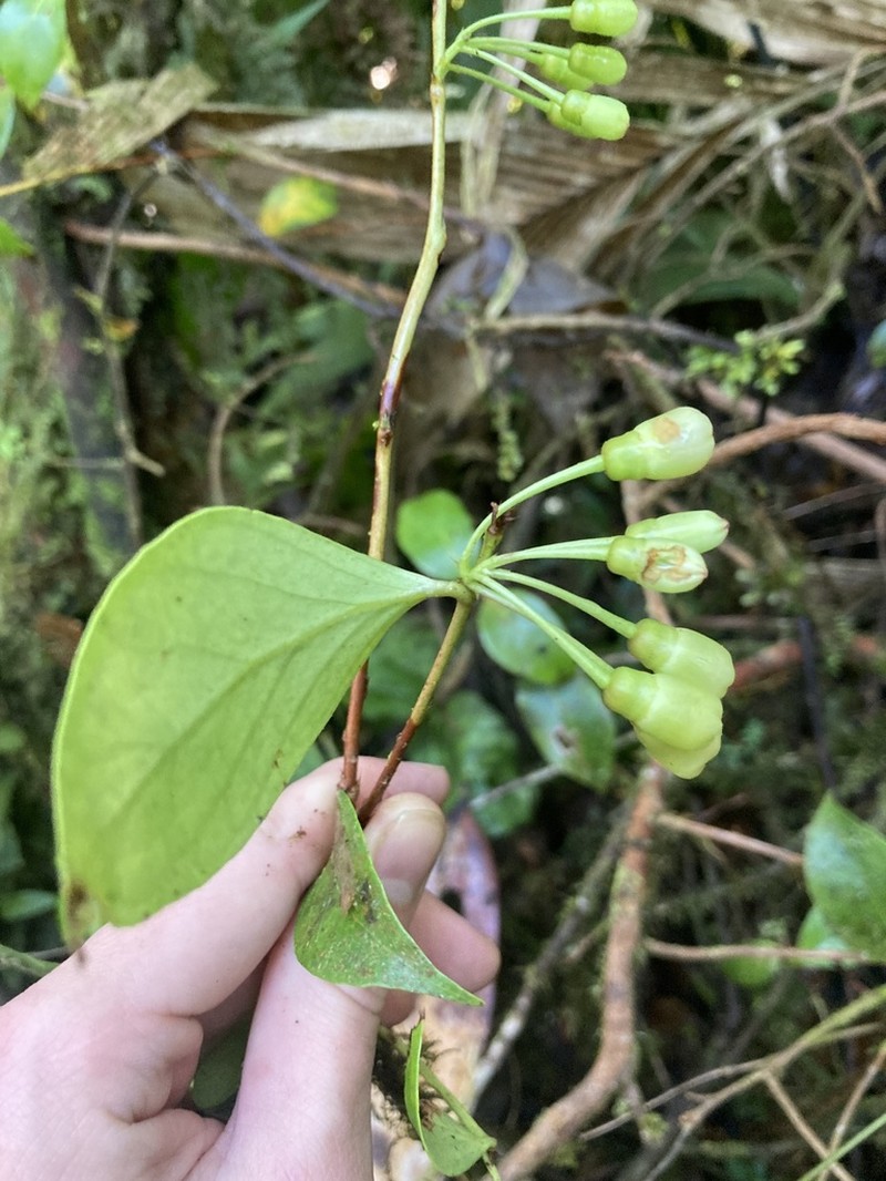 Vaccinium poasanum photo 7