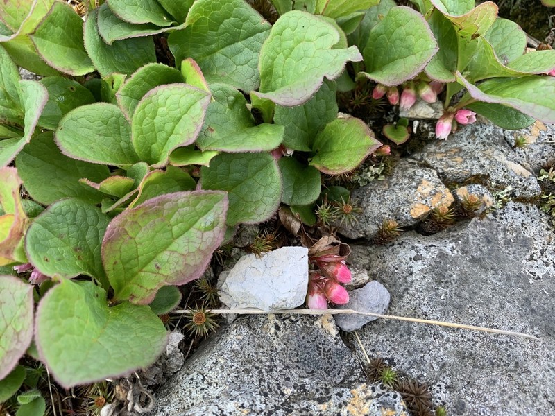 Vaccinium praestans photo 2