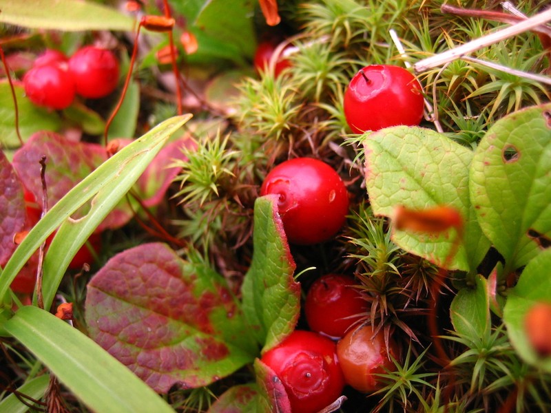 Vaccinium praestans photo 3