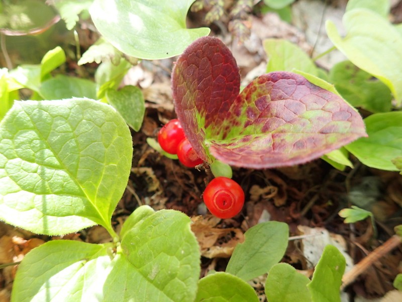 Vaccinium praestans photo 4