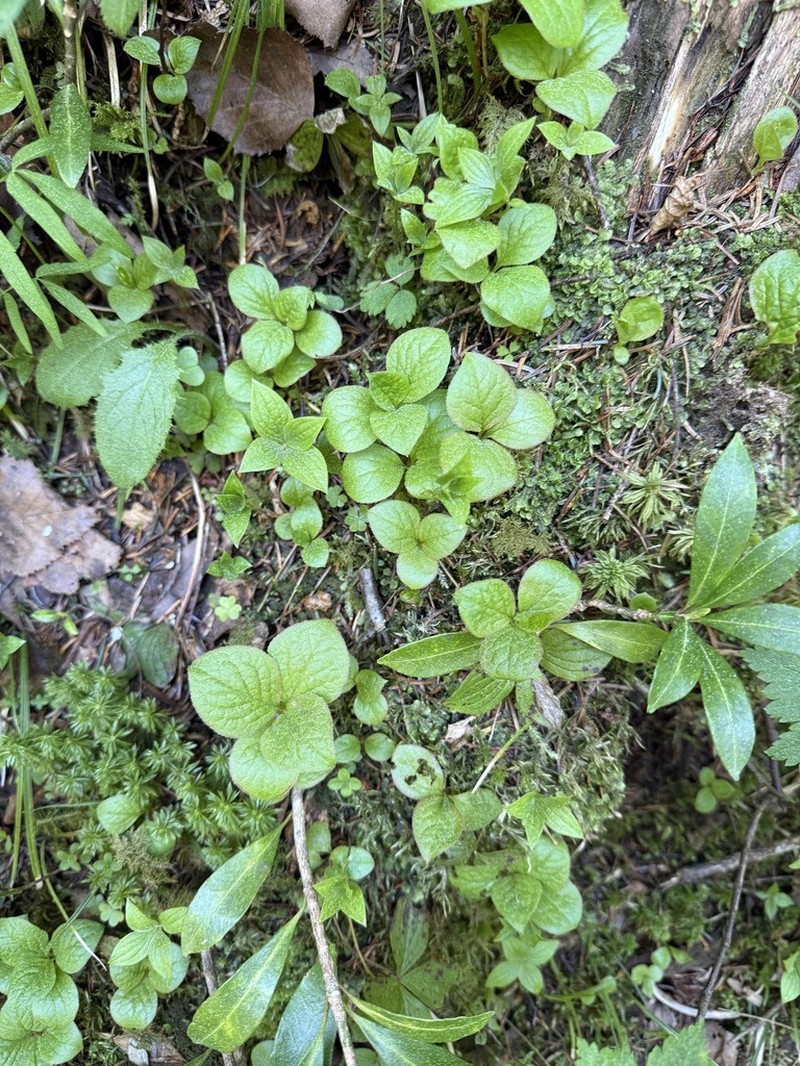 Vaccinium praestans photo 5