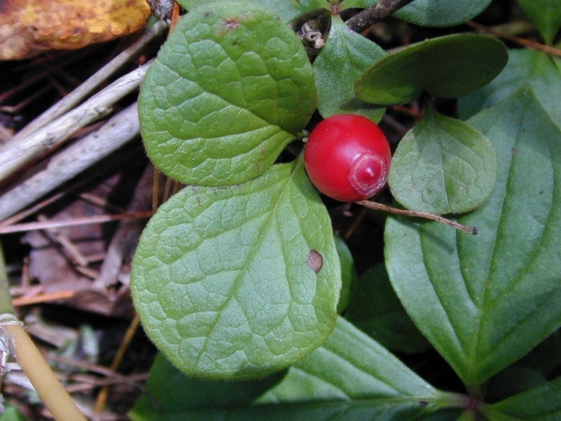 Vaccinium praestans photo 6