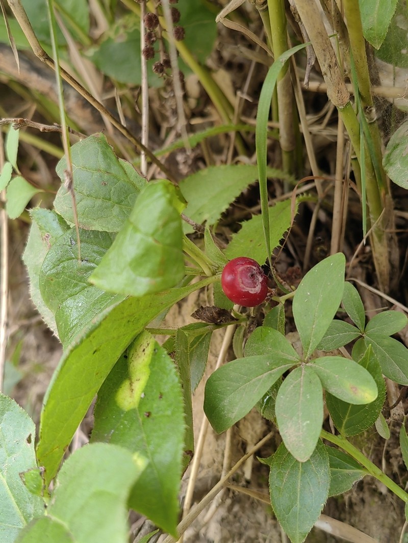 Vaccinium praestans photo 7