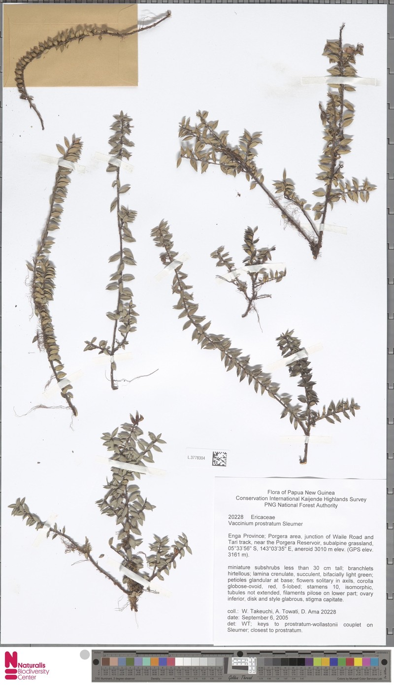 Vaccinium prostratum