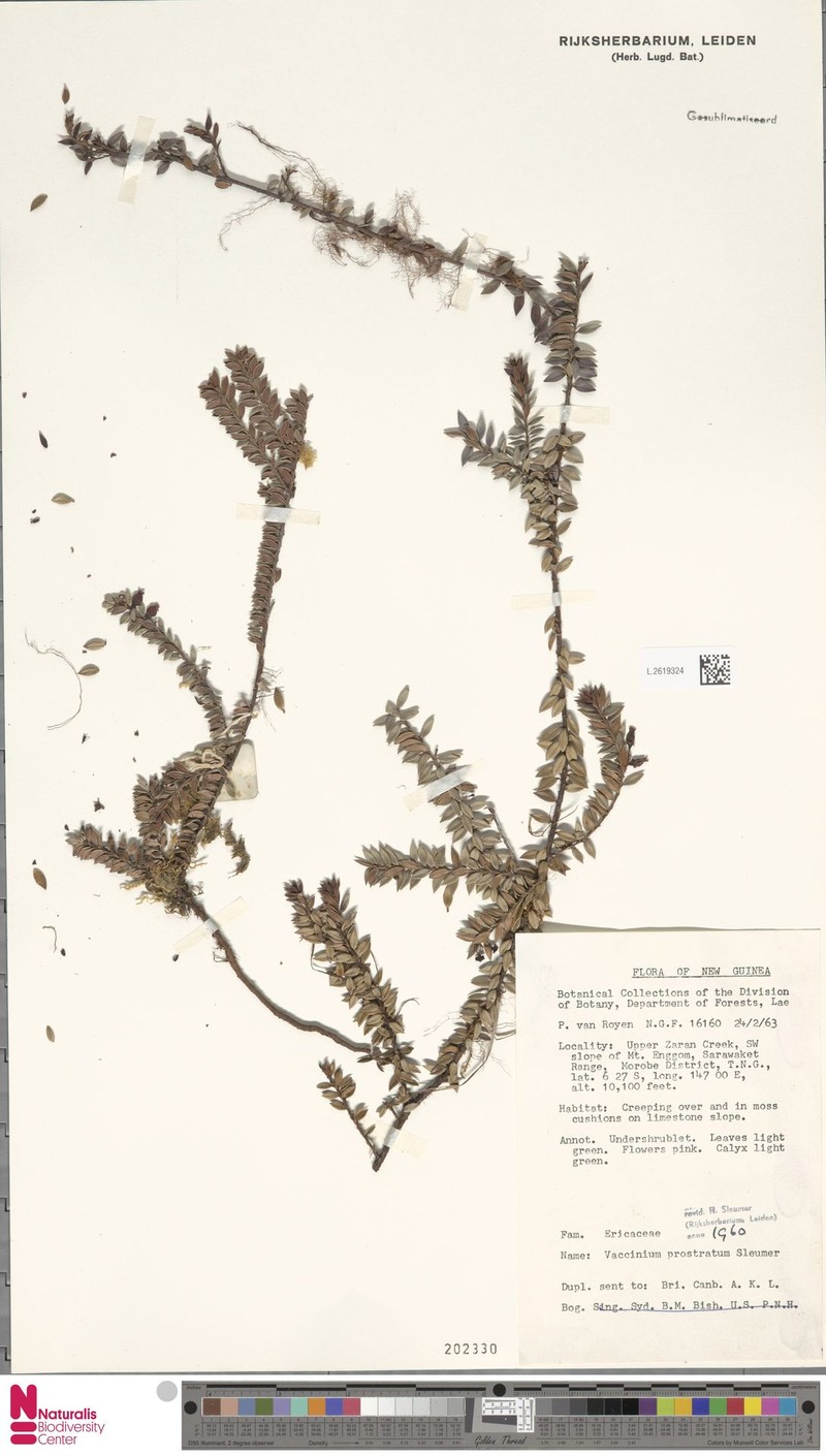 Vaccinium prostratum photo 2