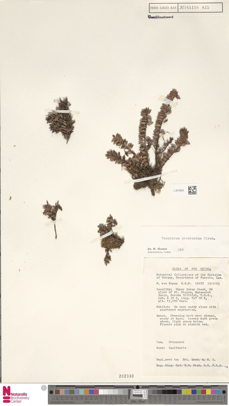 Vaccinium prostratum photo 3