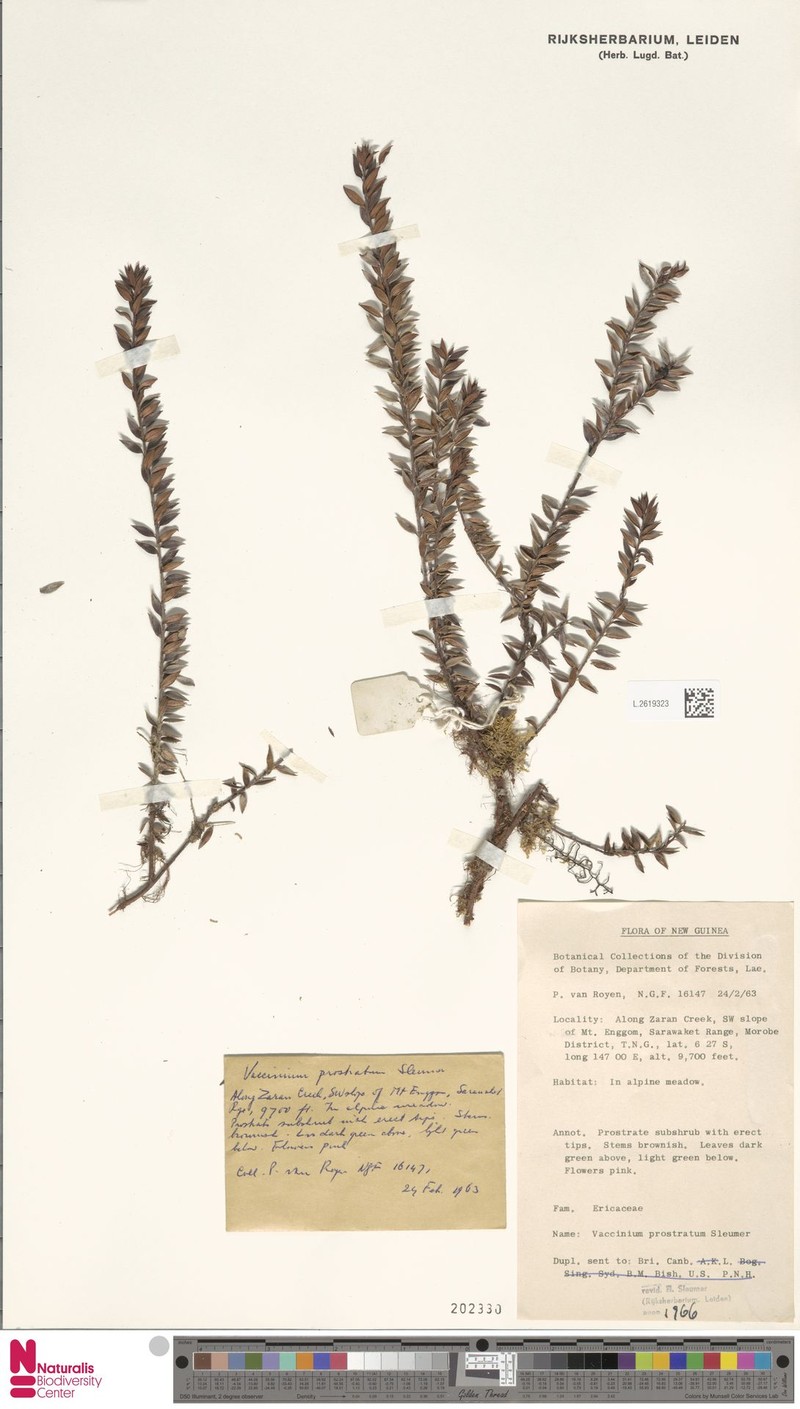 Vaccinium prostratum photo 4