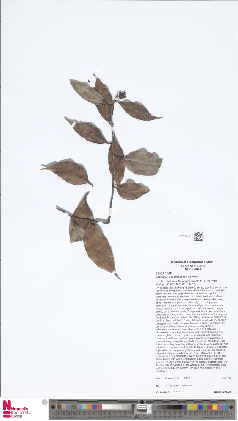 Vaccinium psammogenes