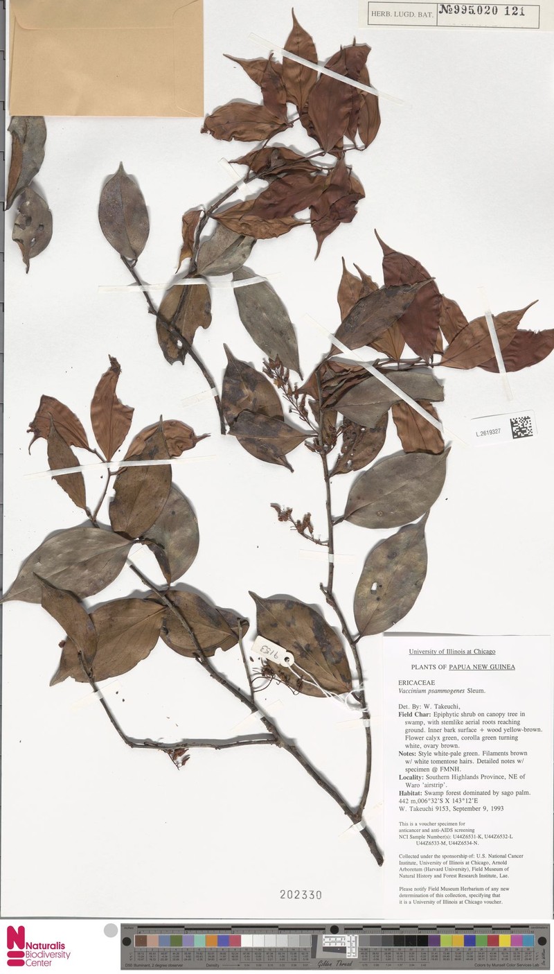 Vaccinium psammogenes photo 2