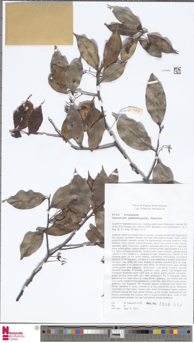 Vaccinium psammogenes photo 3