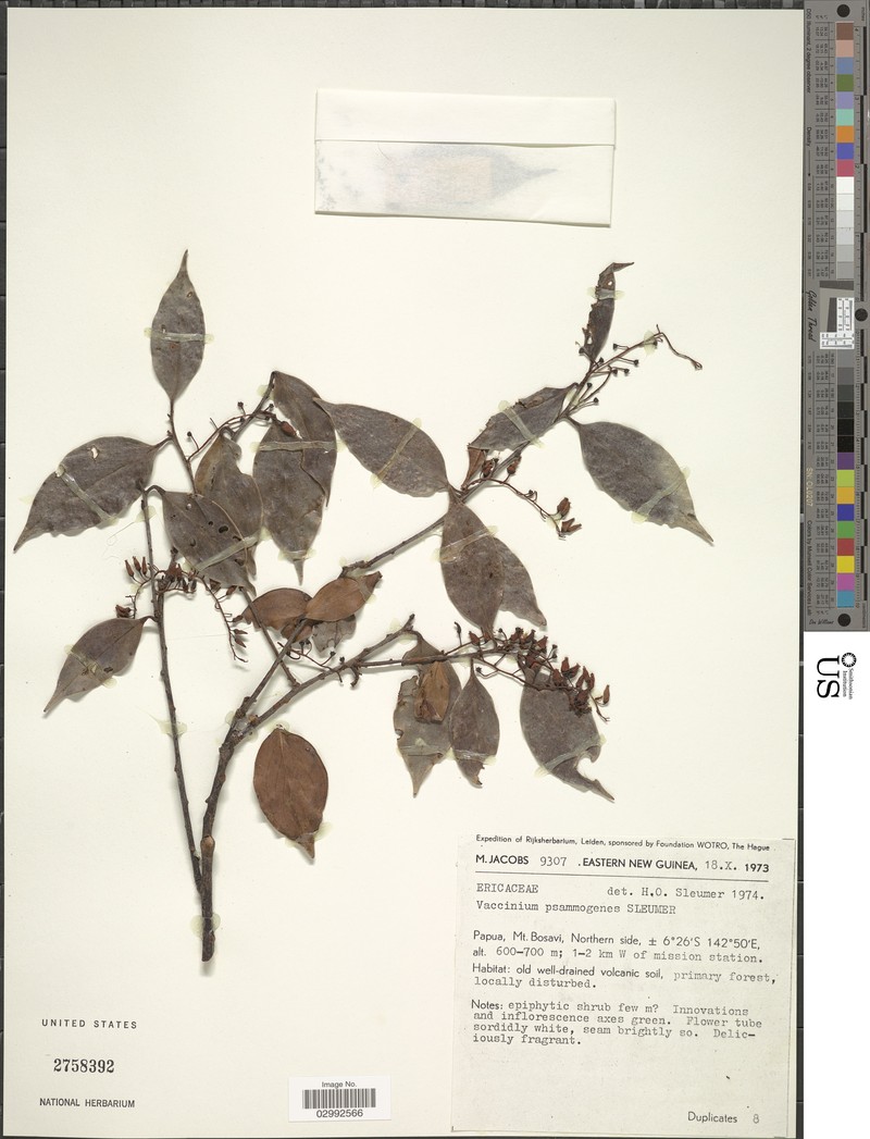 Vaccinium psammogenes photo 4