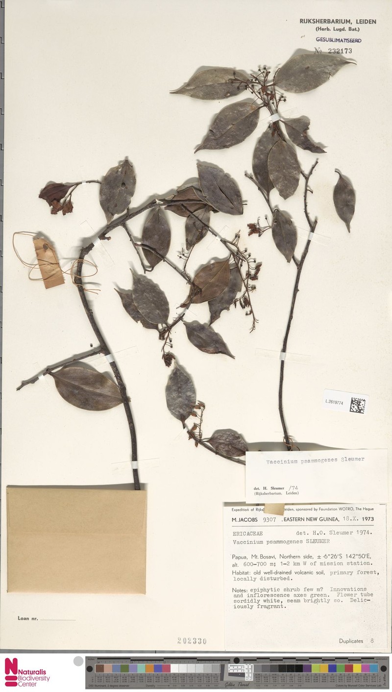 Vaccinium psammogenes photo 5
