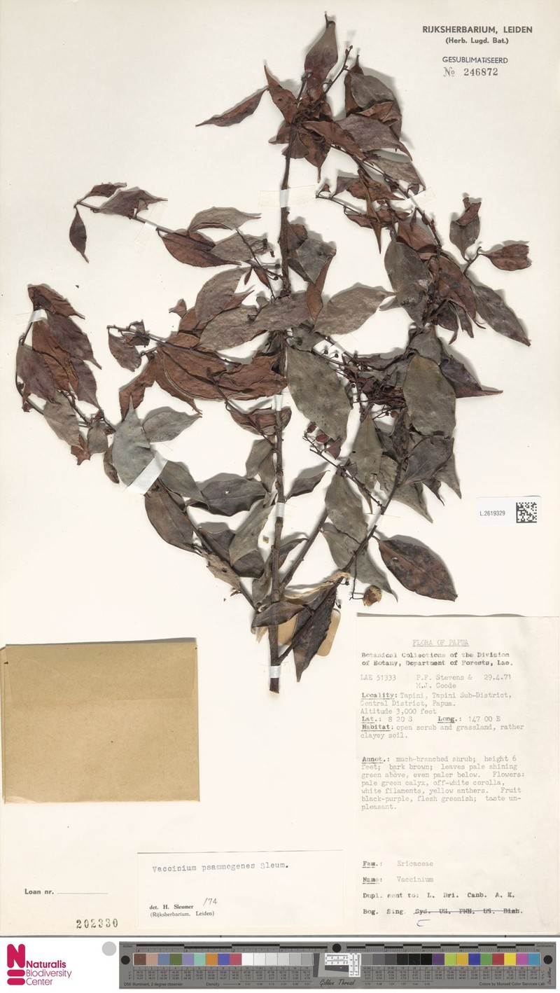 Vaccinium psammogenes photo 6