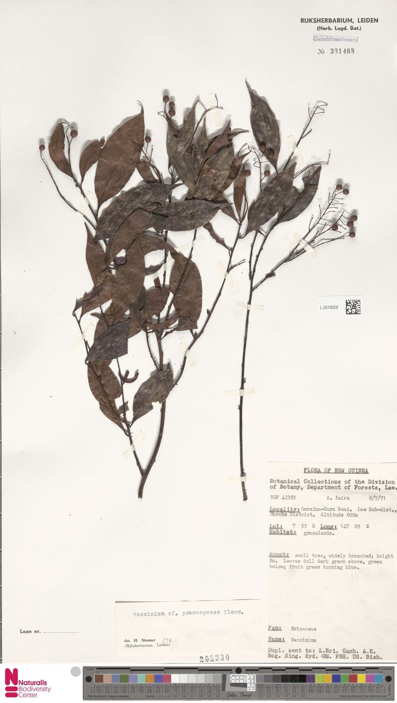 Vaccinium psammogenes photo 7