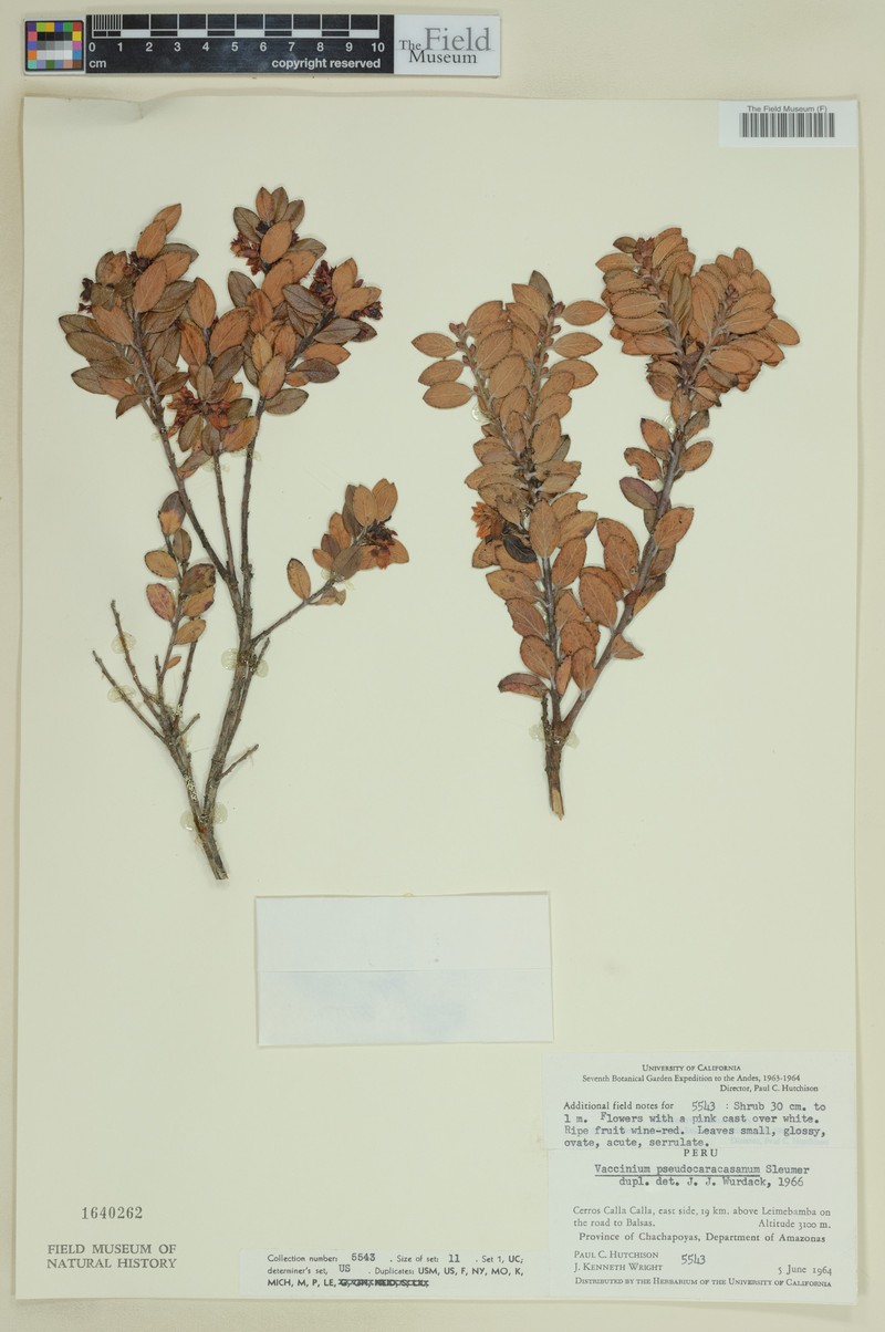 Vaccinium pseudocaracasanum