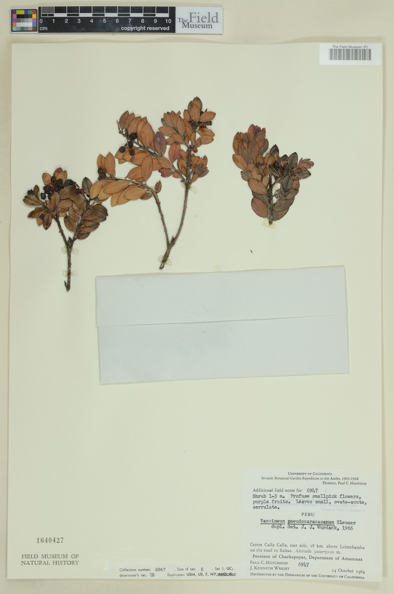 Vaccinium pseudocaracasanum photo 2