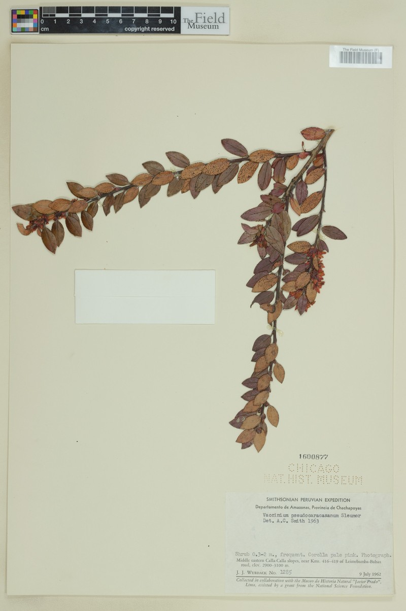 Vaccinium pseudocaracasanum photo 3