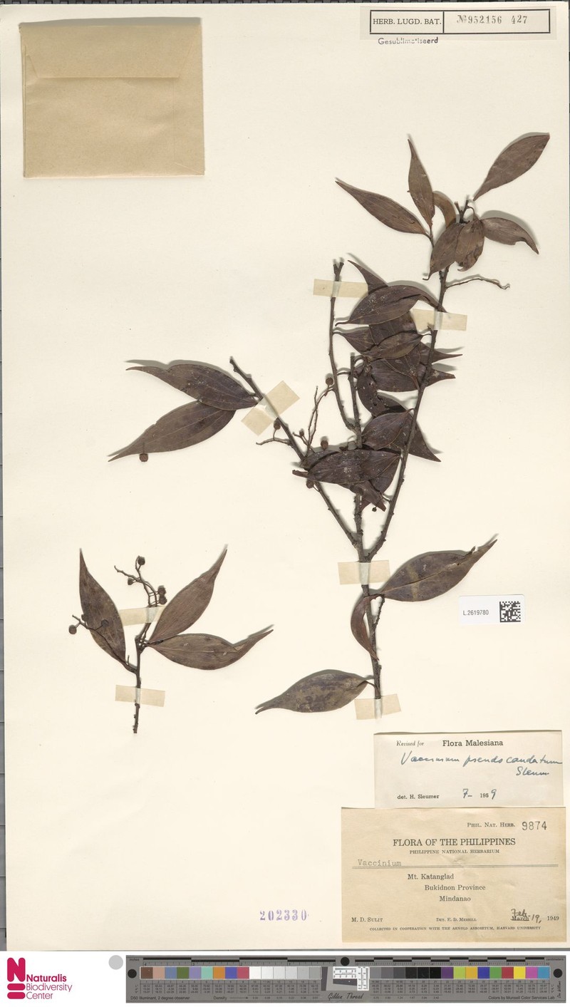 Vaccinium pseudocaudatum photo 2