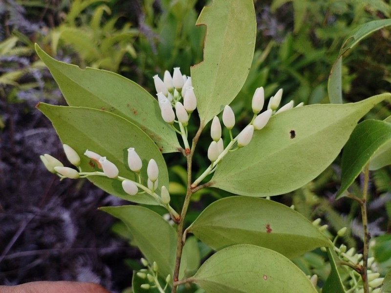 Vaccinium pseudocaudatum