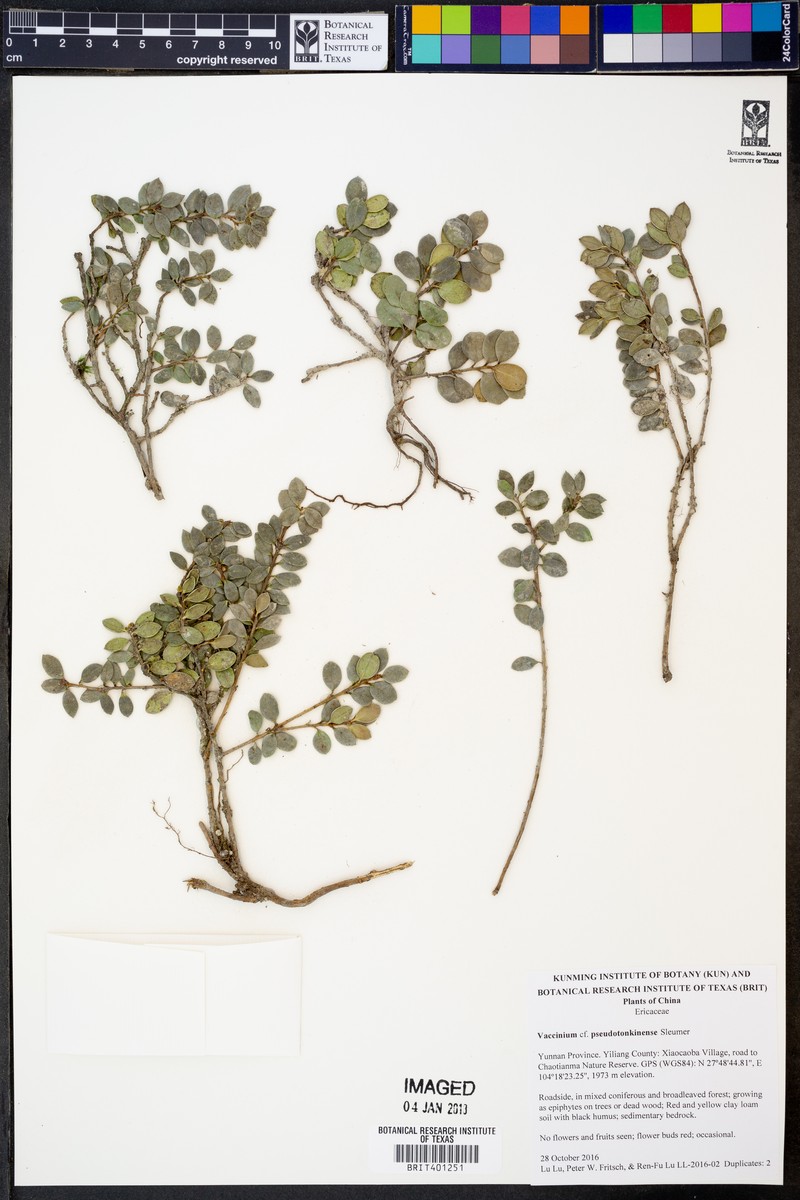 Vaccinium pseudotonkinense