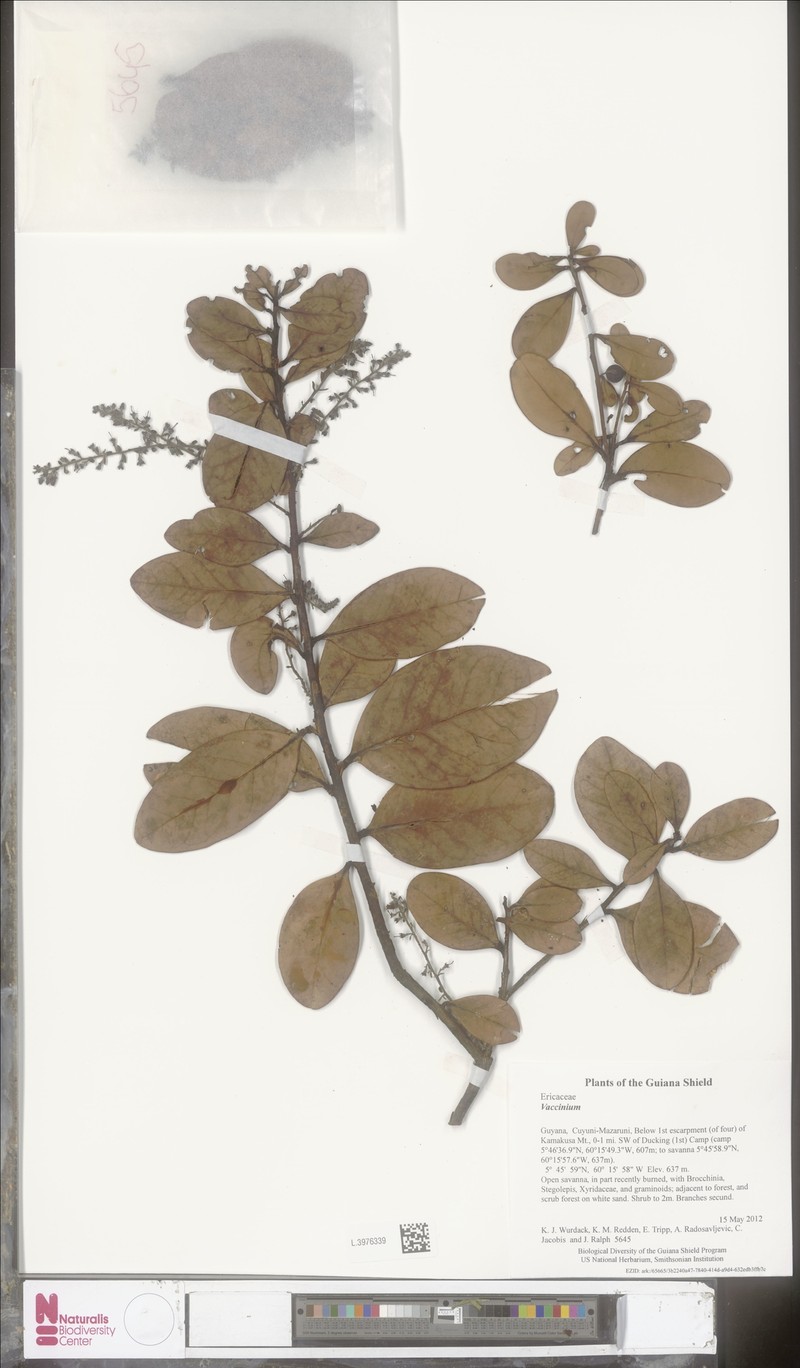 Vaccinium puberulum