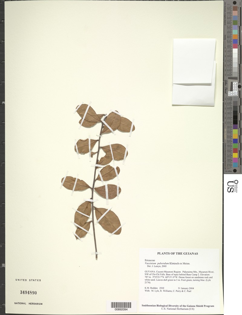 Vaccinium puberulum photo 2