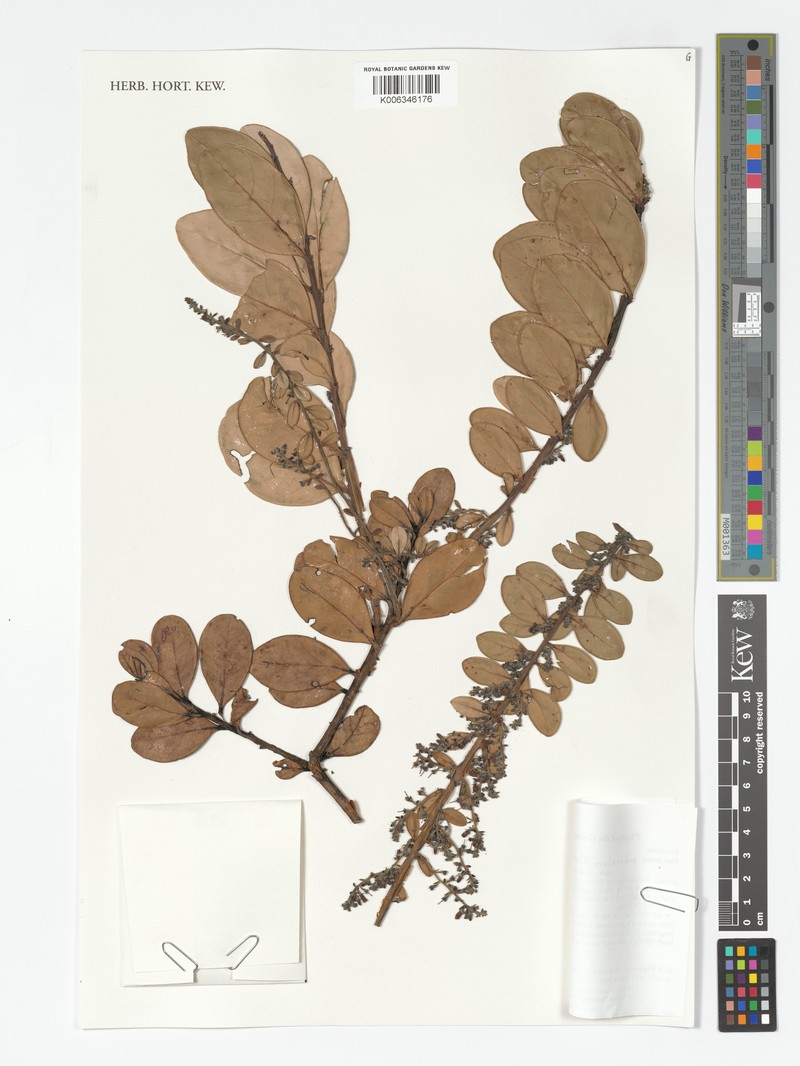Vaccinium puberulum photo 3