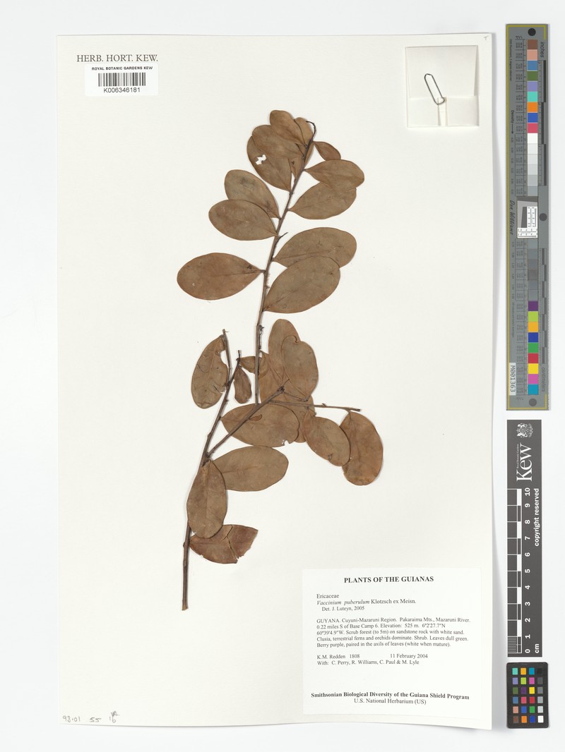 Vaccinium puberulum photo 4