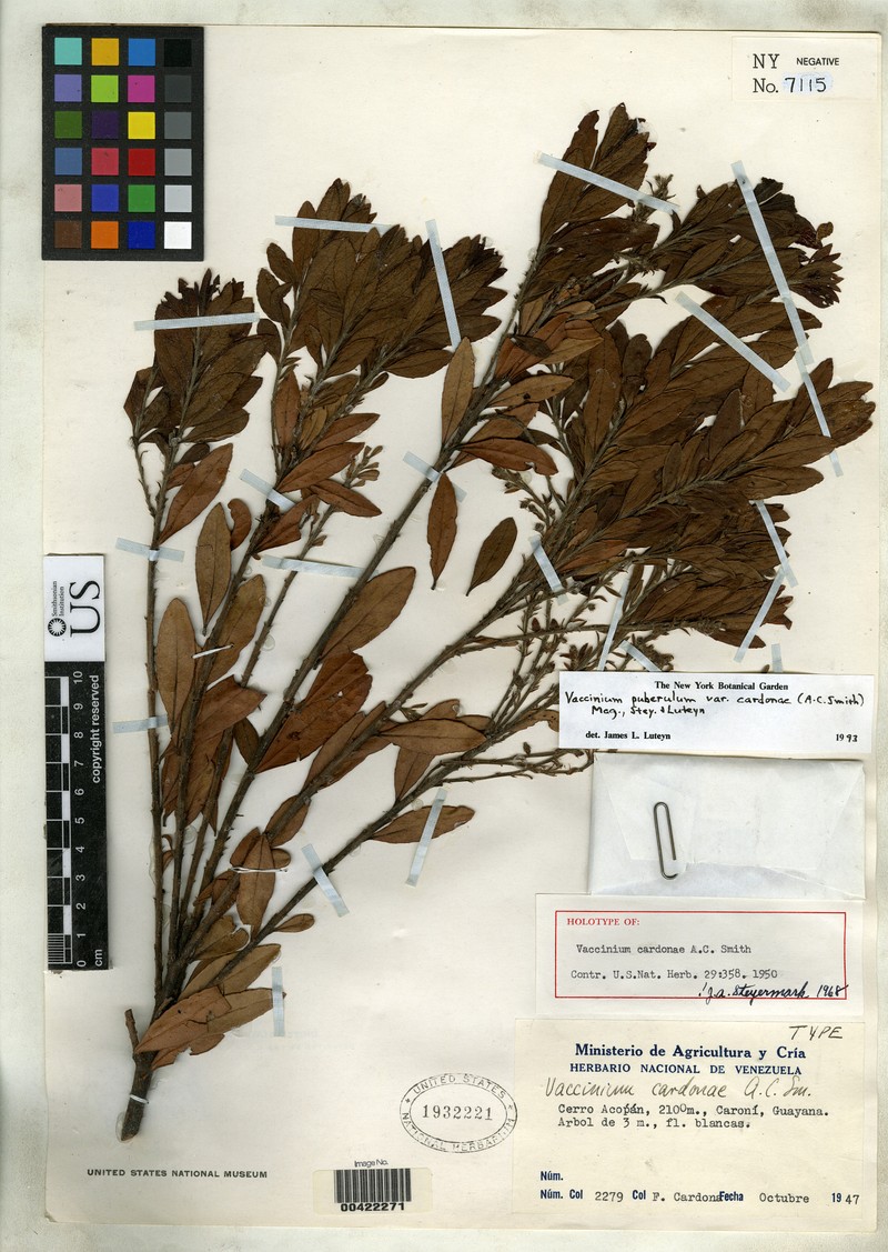 Vaccinium puberulum var. cardonae